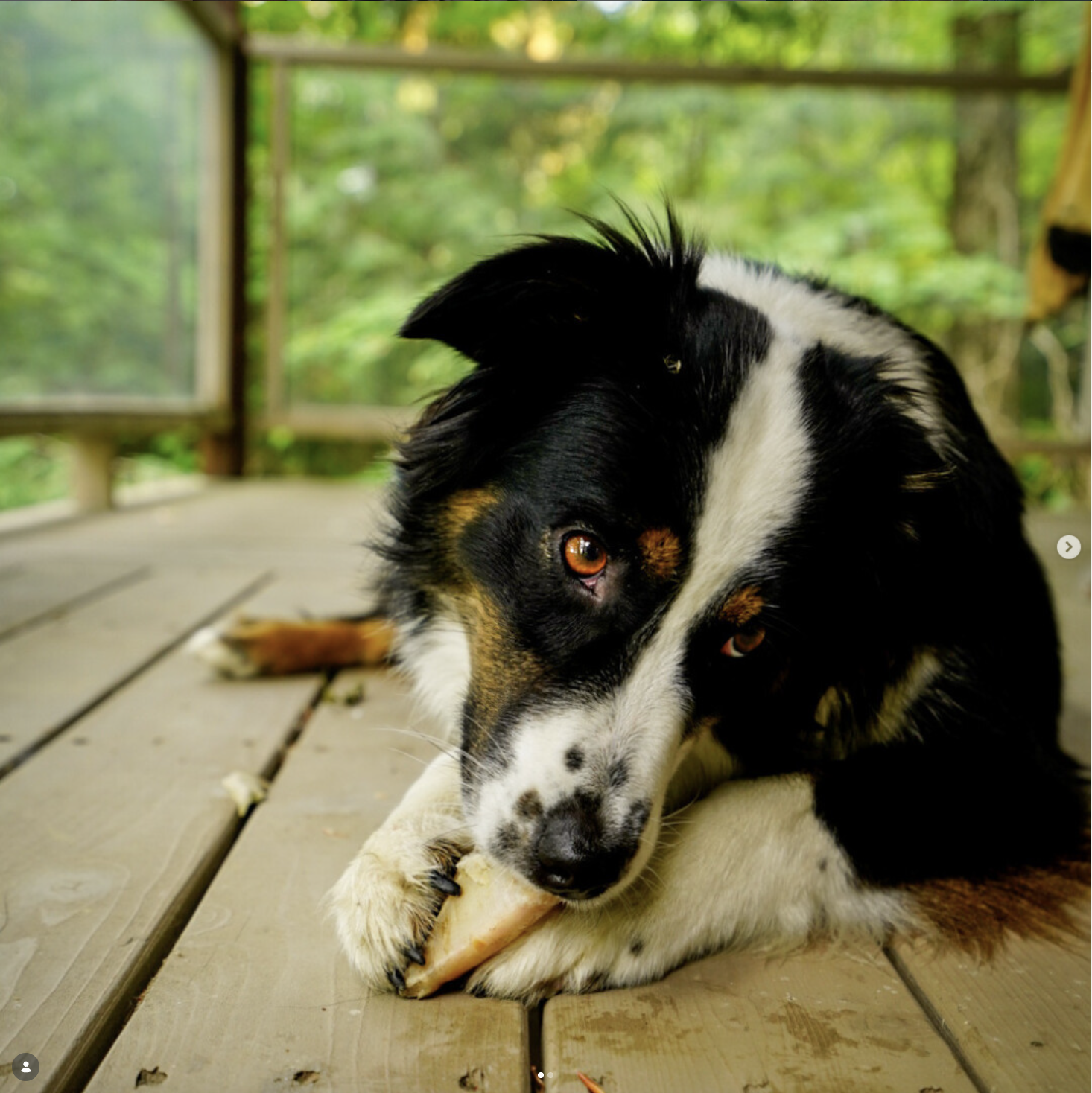 Univers de marque Karnivor, Mackenzie Pet Food